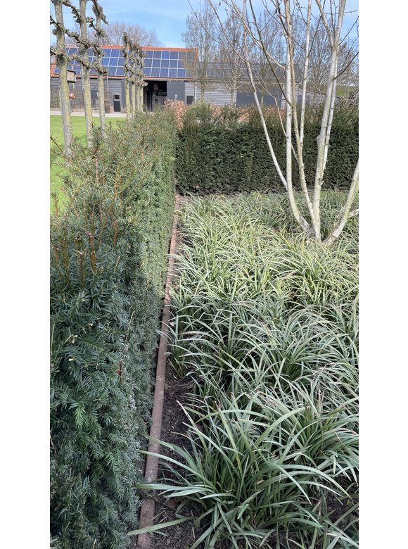 Heimische Eibe Ballenware | Taxus baccata Heimische Eibe Ballenware | Taxus baccata