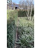 Eibenhecke | Taxus baccata Eibenhecke | Taxus baccata