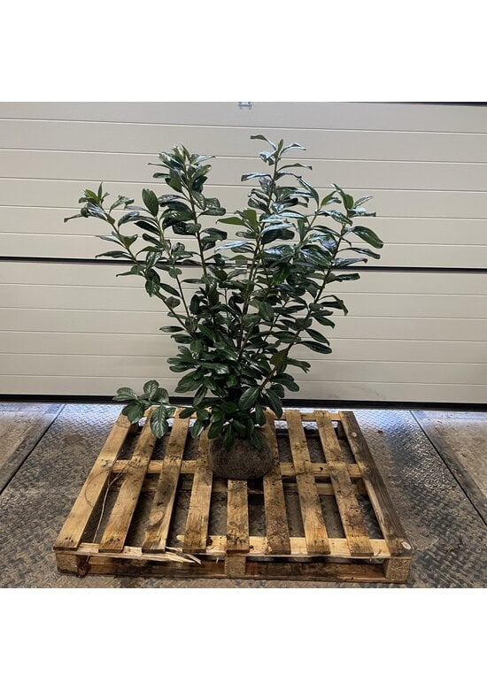 Kirschlorbeer Hecke | Prunus laurocerasus 'Novita'