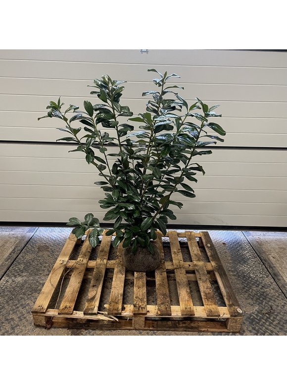 Kirschlorbeer Hecke 'Novita' | Prunus laurocerasus 'Novita' Kirschlorbeer Hecke 'Novita' | Prunus laurocerasus 'Novita'