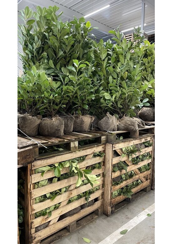 Kirschlorbeer Hecke | Prunus laurocerasus 'Novita'