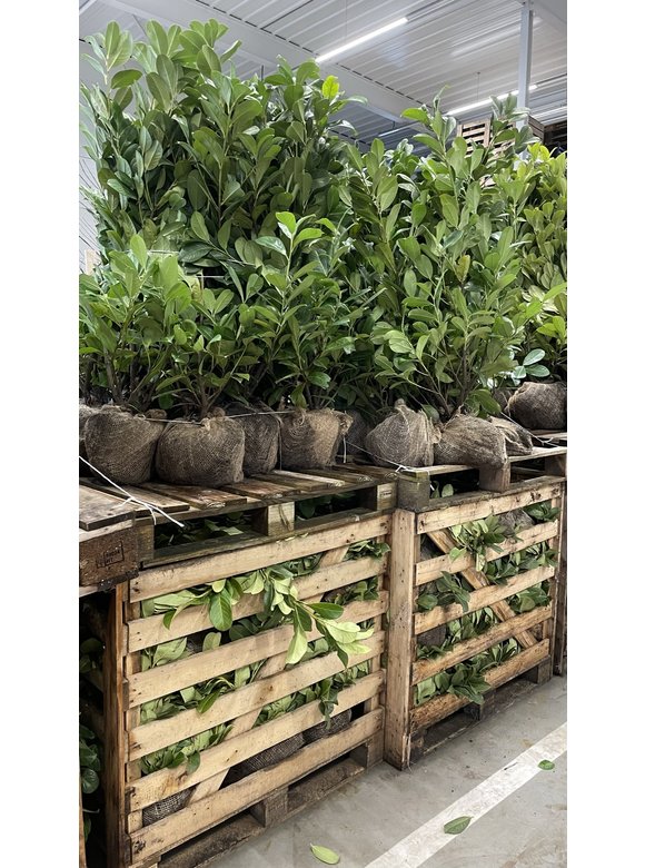 Kirschlorbeer Hecke 'Novita' | Prunus laurocerasus 'Novita' Kirschlorbeer Hecke 'Novita' | Prunus laurocerasus 'Novita'