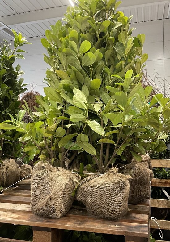 Kirschlorbeer Hecke 'Rotundifolia' kaufen? | Einfach online bestellen -  Venovi
