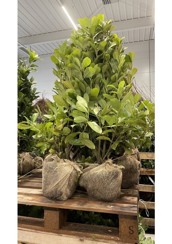 Kirschlorbeer Hecke | Prunus laurocerasus 'Rotundifolia'