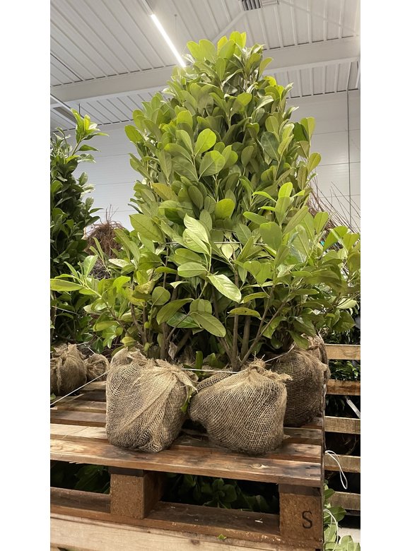 Kirschlorbeer Ballenware | Prunus laurocerasus 'Rotundifolia' Kirschlorbeer Ballenware | Prunus laurocerasus 'Rotundifolia'