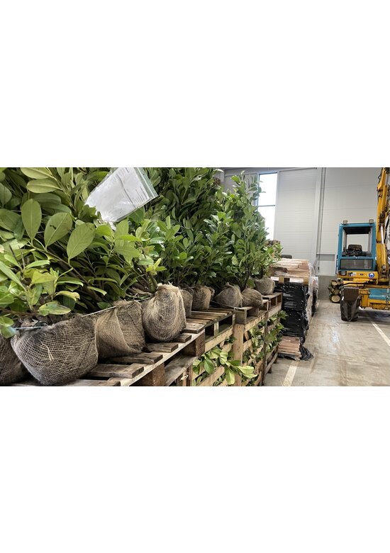 Kirschlorbeer Hecke | Prunus laurocerasus 'Rotundifolia'