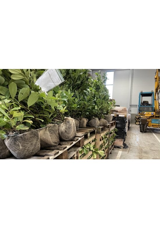 Kirschlorbeer Hecke | Prunus laurocerasus 'Rotundifolia'