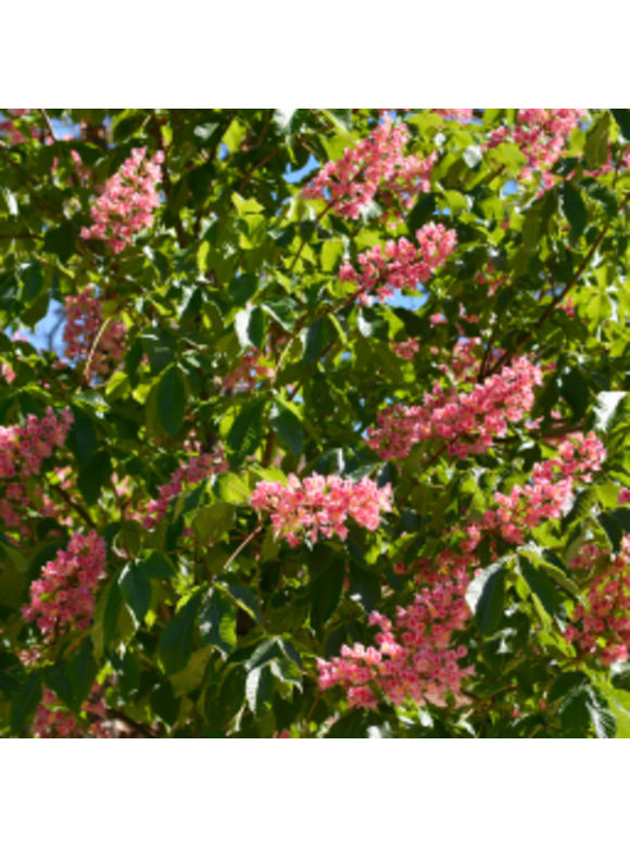 Rotblühende Edelkastanie - Scharlachkastanie - Rosskastanie 'Briotii' | Aesculus carnea 'Briotii' Rotblühende Edelkastanie - Scharlachkastanie - Rosskastanie 'Briotii' | Aesculus carnea 'Briotii'