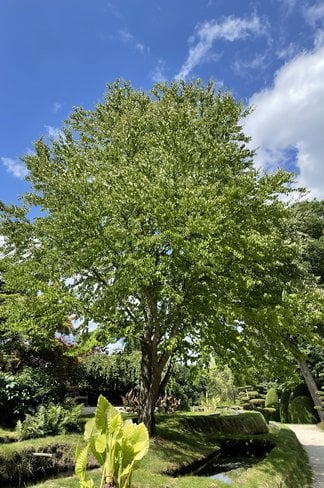 Lebkuchenbaum Mehrstämmig | Cercidiphyllum japonicum