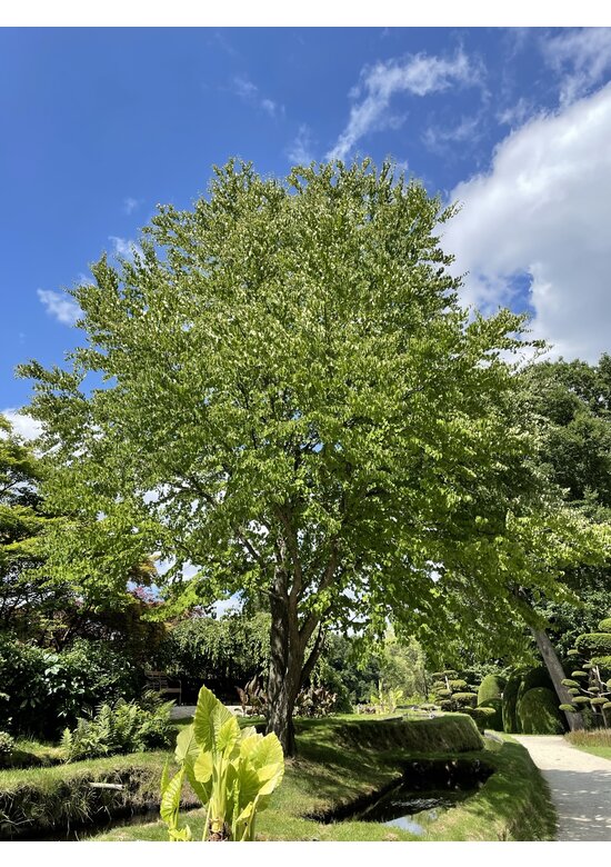 Lebkuchenbaum Mehrstämmig | Cercidiphyllum japonicum