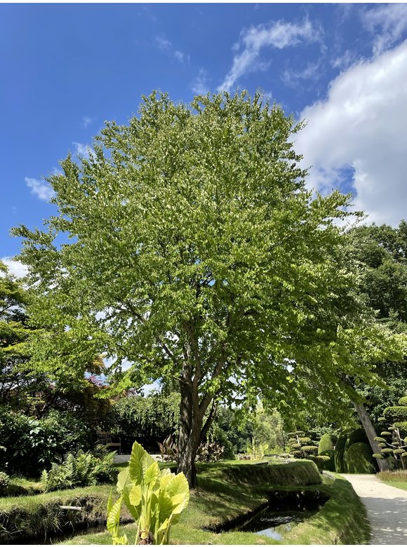 Lebkuchenbaum - Judasblattbaum - Katsurabaum - Mehrstämmig | Cercidiphyllum japonicum Lebkuchenbaum - Judasblattbaum - Katsurabaum - Mehrstämmig | Cercidiphyllum japonicum