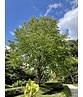 Lebkuchenbaum Mehrstämmig | Cercidiphyllum japonicum