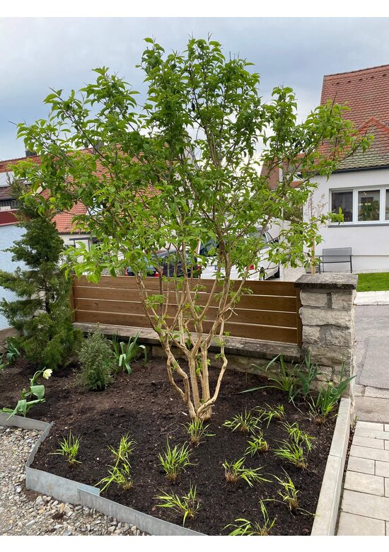 Sieben-Söhne-des-Himmels-Strauch - mehrstämmig | Heptacodium miconioides