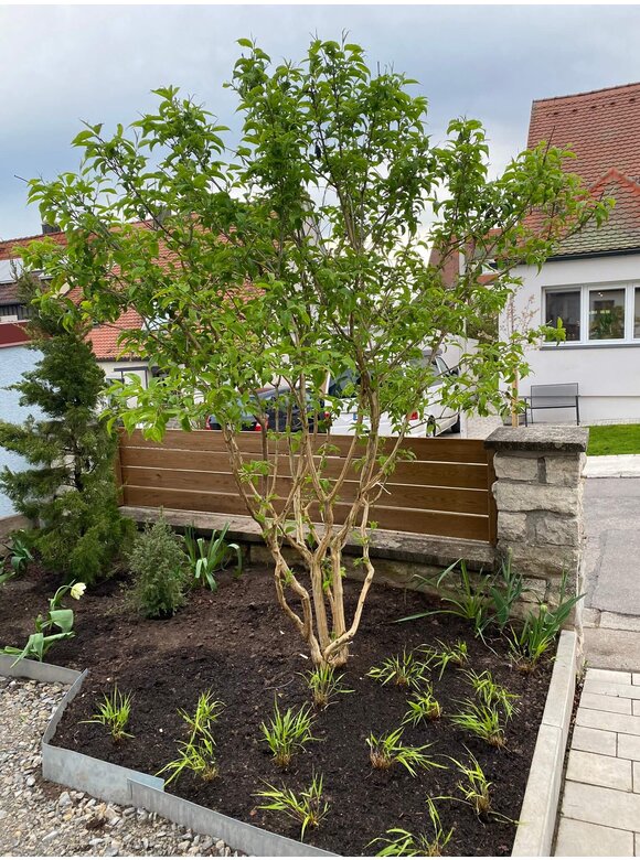 Sieben-Söhne-des-Himmels-Strauch - Mehrstämmig | Heptacodium miconioides Sieben-Söhne-des-Himmels-Strauch - Mehrstämmig | Heptacodium miconioides