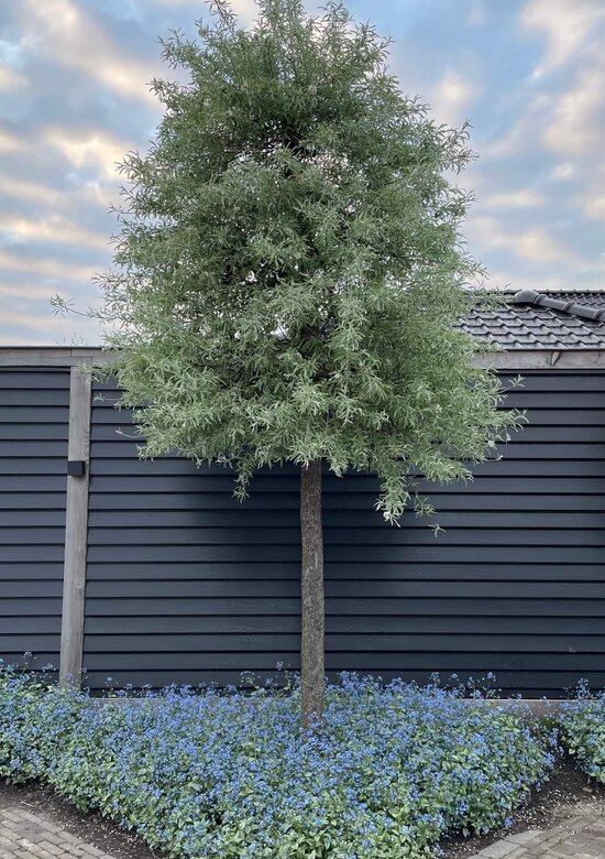 Weidenblttrige Birne Pendula Hochstamm | 3 J. Garantie - Venovi