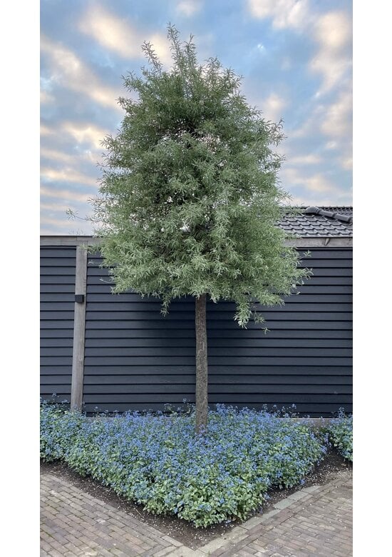 Weidenblättrige Birne Hochstamm | Pyrus salicifolia 'Pendula'