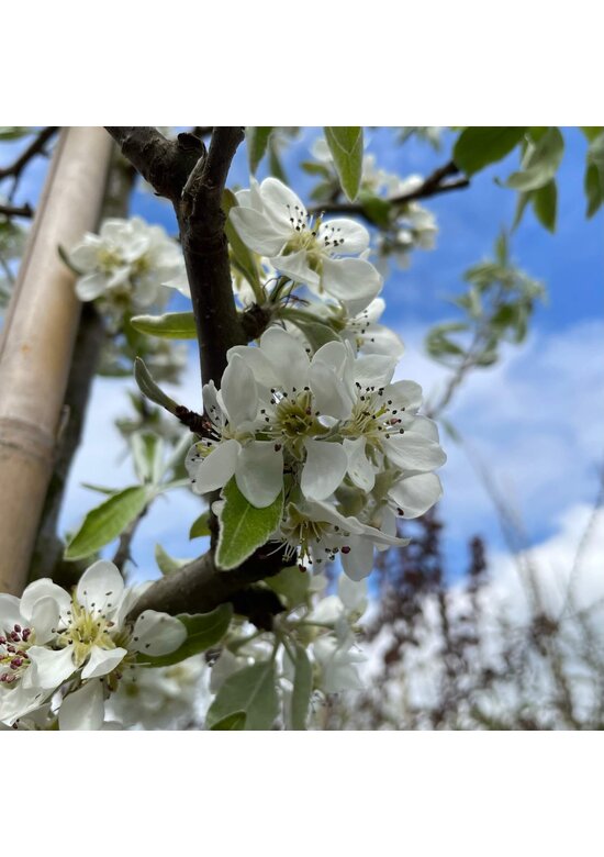 Weidenblättrige Birne Hochstamm | Pyrus salicifolia 'Pendula'