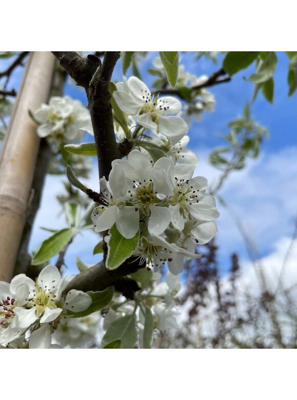 Weidenblättrige Birne Hochstamm | Pyrus salicifolia 'Pendula' Weidenblättrige Birne Hochstamm | Pyrus salicifolia 'Pendula'