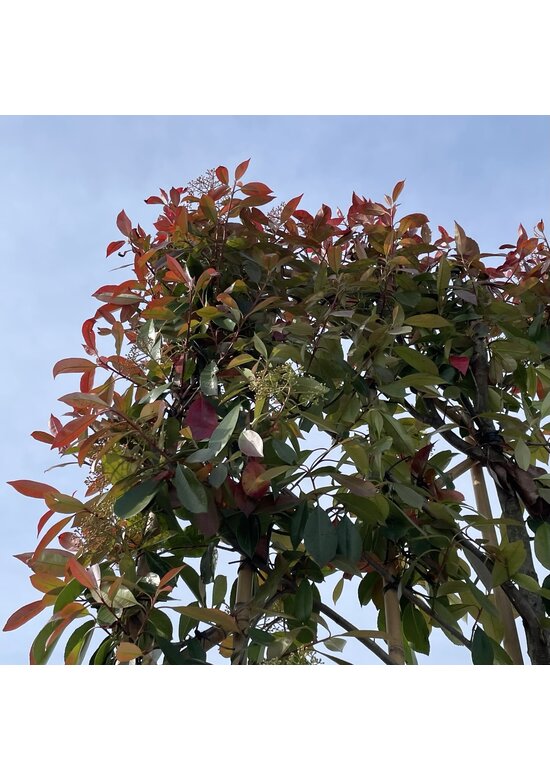Glanzmispel Spalierbaum 'Red Robin' | Photinia fraseri 'Red Robin'