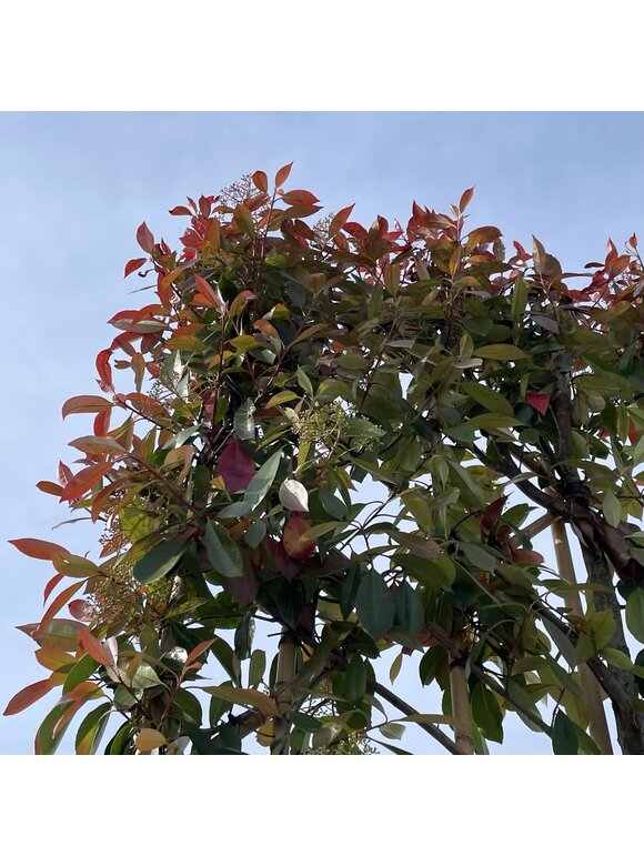 Glanzmispel 'Red Robin' - Spalierbaum | Photinia fraseri 'Red Robin' Glanzmispel 'Red Robin' - Spalierbaum | Photinia fraseri 'Red Robin'