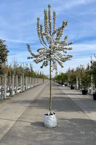 Zierapfel 'Butterball' | Malus 'Butterball' Zierapfel 'Butterball' | Malus 'Butterball'