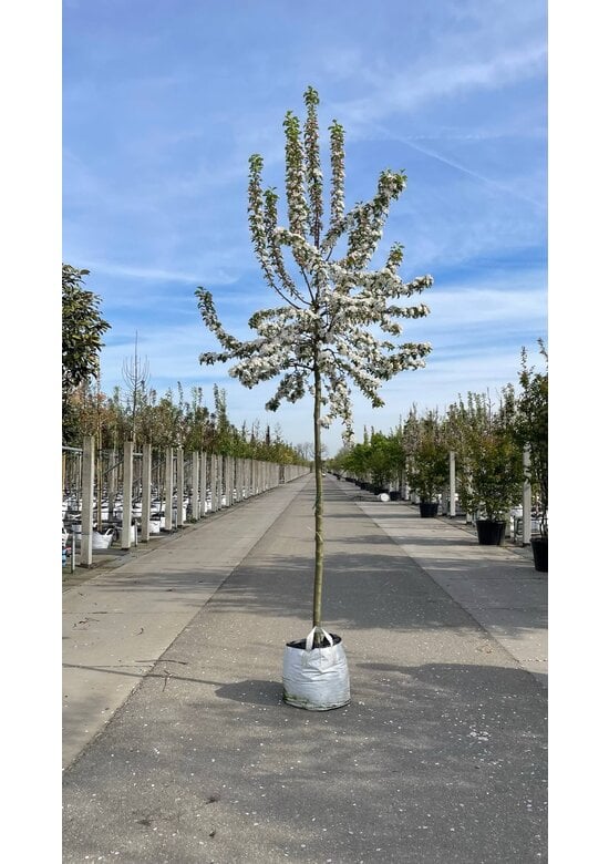 Zierapfel 'Butterball' | Malus 'Butterball'