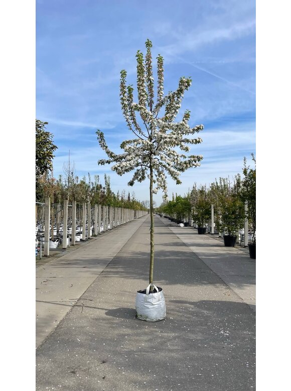 Zierapfel 'Butterball' | Malus 'Butterball' Zierapfel 'Butterball' | Malus 'Butterball'