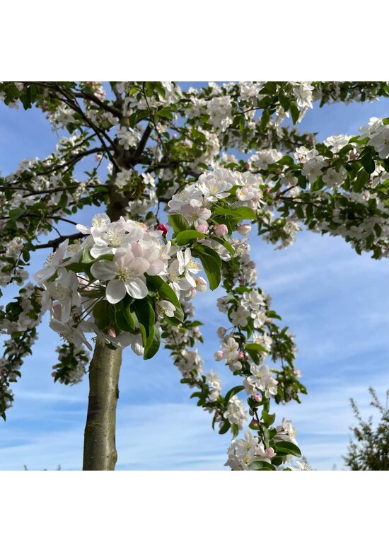 Zierapfel 'Butterball' | Malus 'Butterball'