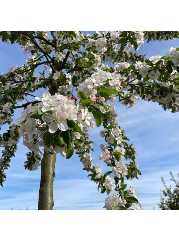 Zierapfel 'Butterball' | Malus 'Butterball' Zierapfel 'Butterball' | Malus 'Butterball'