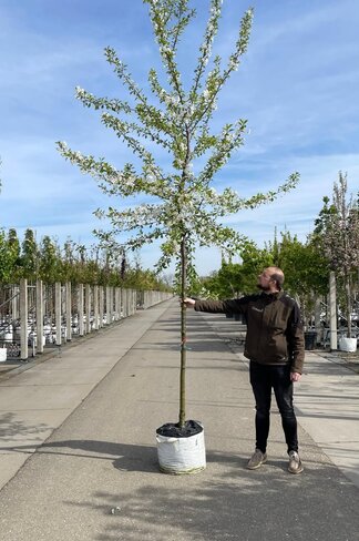 Sauerkirsche 'Morel' | Prunus cerasus 'Morel'