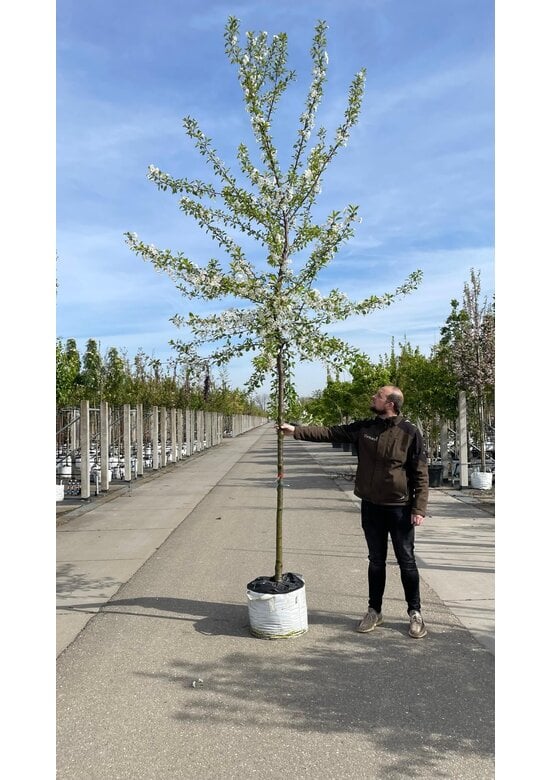 Sauerkirsche 'Morel' | Prunus cerasus 'Morel'