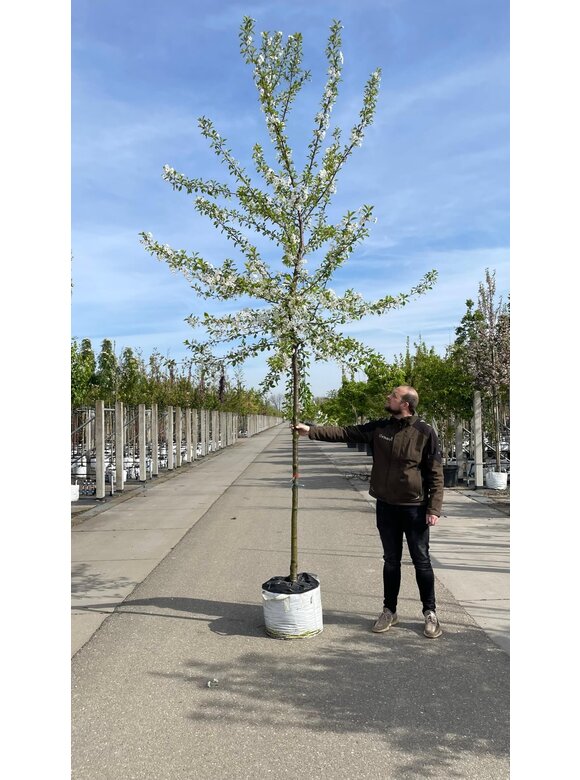 Sauerkirsche 'Morel' | Prunus cerasus 'Morel' Sauerkirsche 'Morel' | Prunus cerasus 'Morel'
