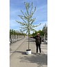 Sauerkirsche 'Morel' | Prunus cerasus 'Morel' Sauerkirsche 'Morel' | Prunus cerasus 'Morel'