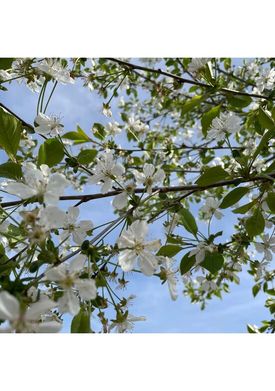 Sauerkirsche 'Morel' | Prunus cerasus 'Morel' Sauerkirsche 'Morel' | Prunus cerasus 'Morel'
