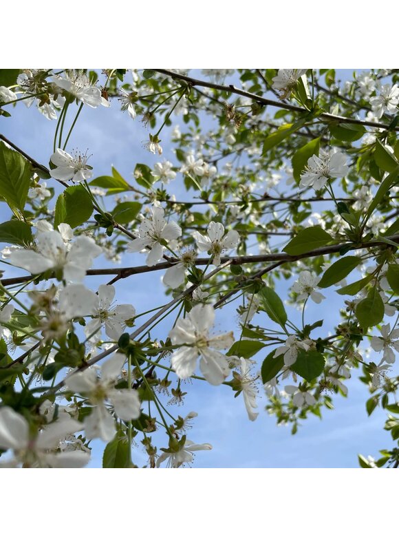 Sauerkirsche 'Morel' | Prunus cerasus 'Morel' Sauerkirsche 'Morel' | Prunus cerasus 'Morel'