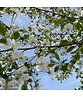 Sauerkirsche 'Morel' | Prunus cerasus 'Morel' Sauerkirsche 'Morel' | Prunus cerasus 'Morel'