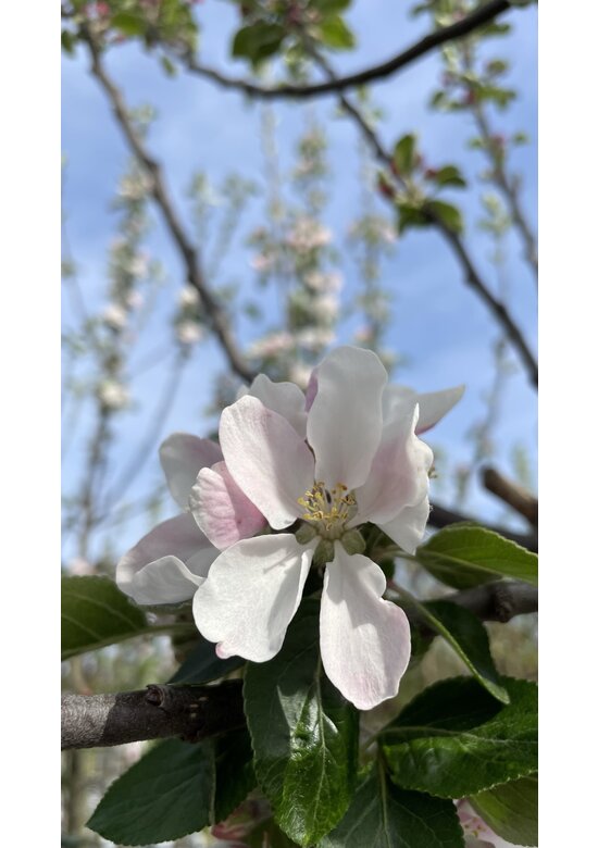 Apfelbaum 'James Grieve' | Malus domestica 'James Grieve'
