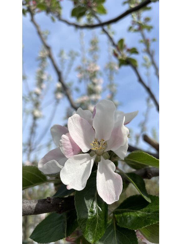 Apfelbaum 'James Grieve' | Malus domestica 'James Grieve' Apfelbaum 'James Grieve' | Malus domestica 'James Grieve'