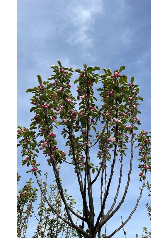 Apfelbaum 'James Grieve' | Malus domestica 'James Grieve'