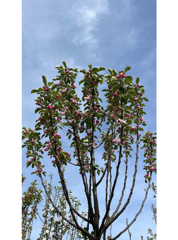 Apfelbaum 'James Grieve' | Malus domestica 'James Grieve' Apfelbaum 'James Grieve' | Malus domestica 'James Grieve'