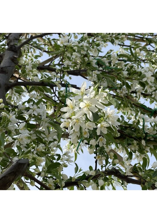Toringo-Apfel 'Brouwers Beauty' | Malus toringo 'Brouwers Beauty'