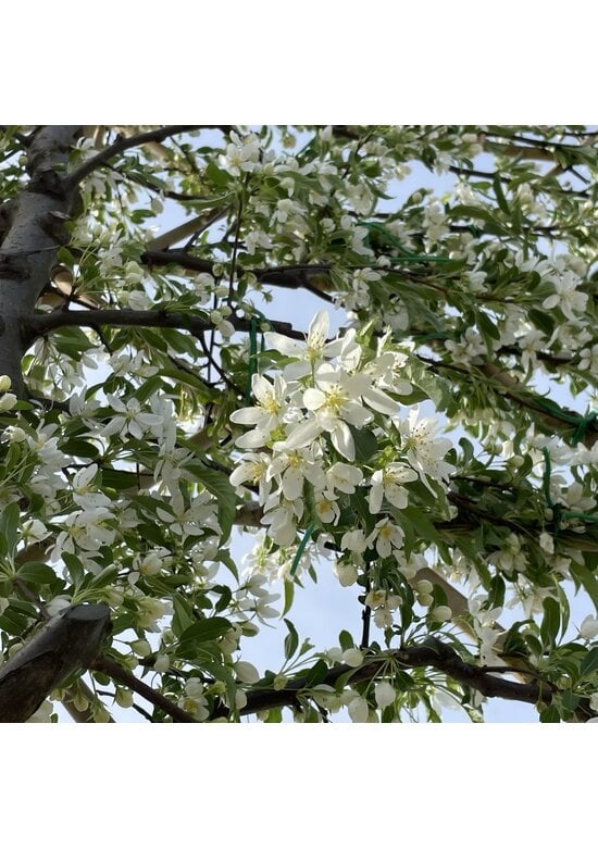 Toringo-Apfel 'Brouwers Beauty' | Malus toringo 'Brouwers Beauty'