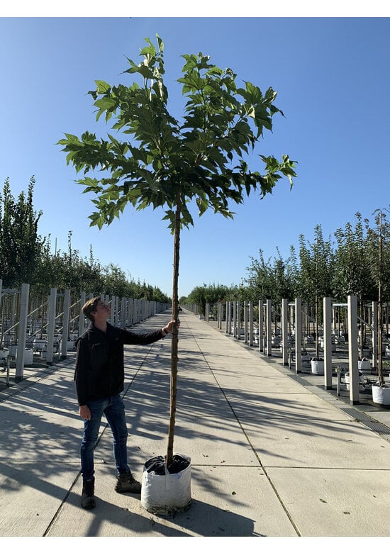 Platanenblättriger Maulbeerbaum 'Platanifolia' | Morus alba 'Platanifolia'