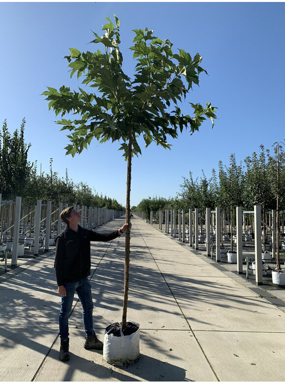 Platanenblättriger Maulbeerbaum 'Platanifolia' | Morus alba 'Platanifolia' Platanenblättriger Maulbeerbaum 'Platanifolia' | Morus alba 'Platanifolia'
