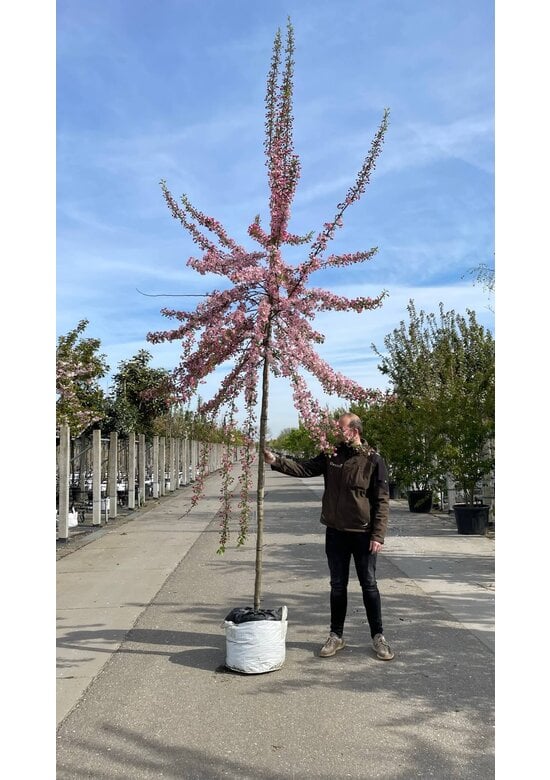 Zierapfel 'Hillieri' | Malus 'Hillieri'