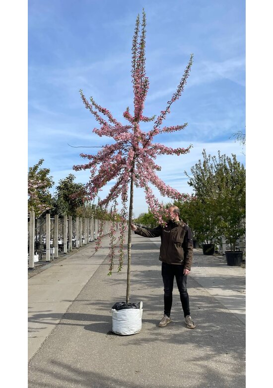 Zierapfel 'Hillieri' | Malus 'Hillieri'