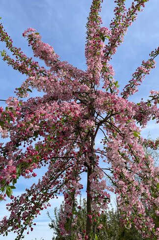 Zierapfel 'Hillieri' | Malus 'Hillieri'