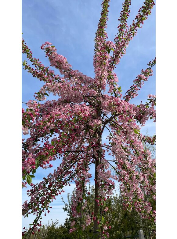 Zierapfel 'Hillieri' | Malus 'Hillieri' Zierapfel 'Hillieri' | Malus 'Hillieri'