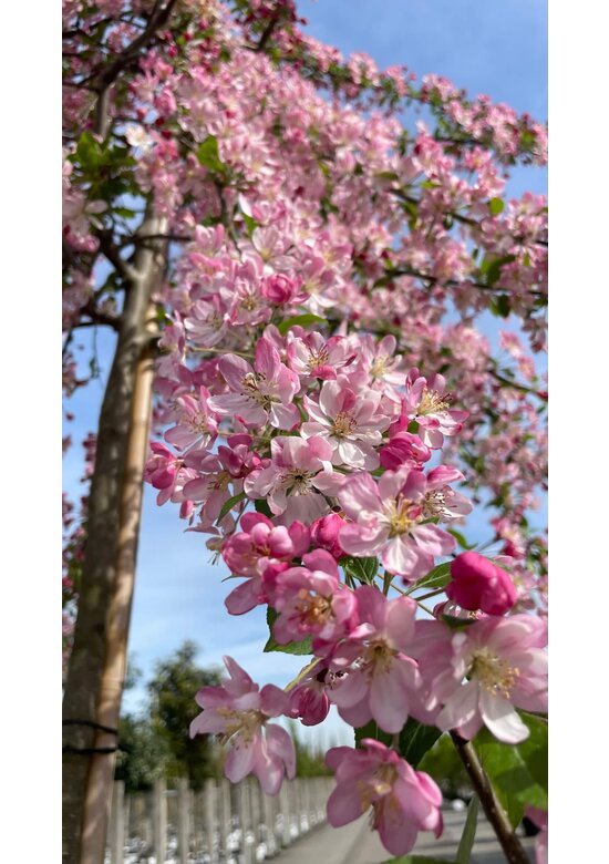 Zierapfel 'Hillieri' | Malus 'Hillieri'