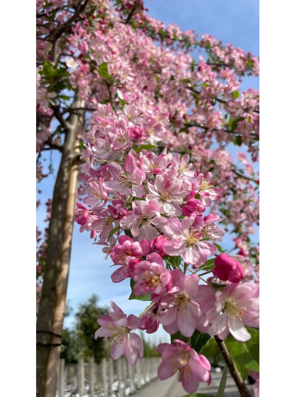 Zierapfel 'Hillieri' | Malus 'Hillieri' Zierapfel 'Hillieri' | Malus 'Hillieri'